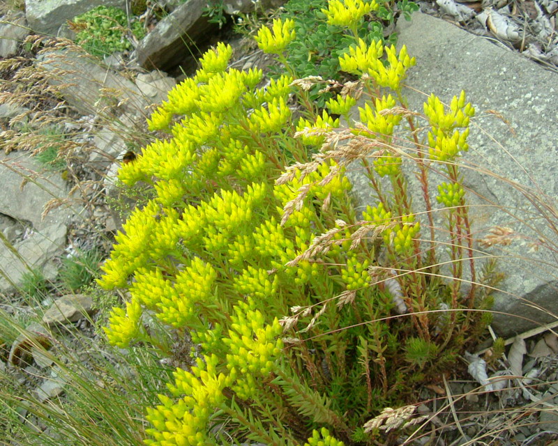 Sedum cfr. rupestre